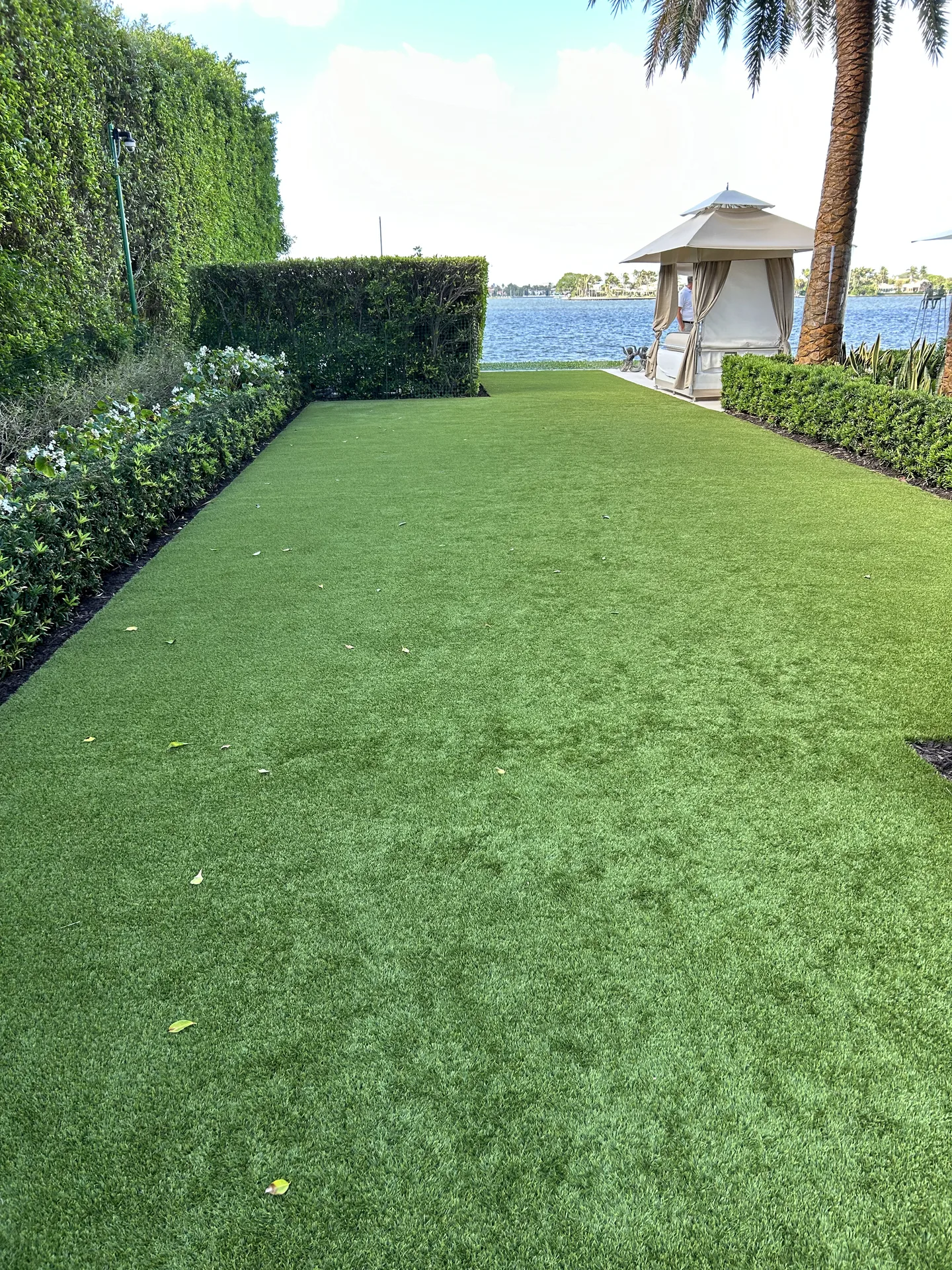 Commercial turf